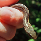 Illustration for article titled Good Guy Pilot Stops Takeoff For Tiny Snake Lost On Runway